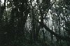 Im Monteverde - Nebelwald