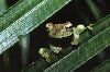 Gladiatorfrosch