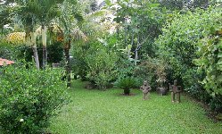 tropical garden